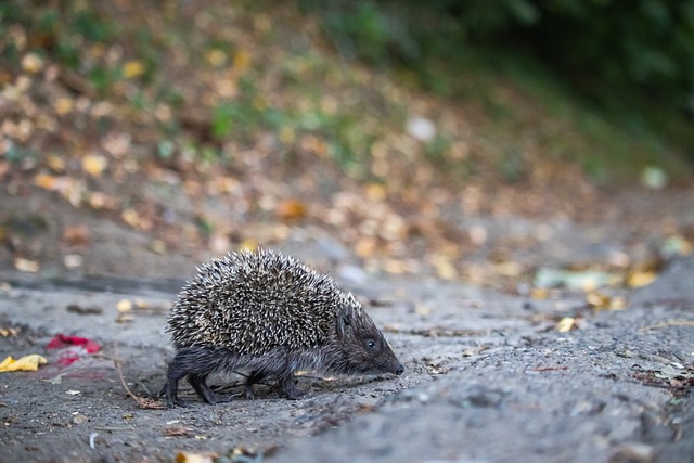 士主教练史 士主教练史