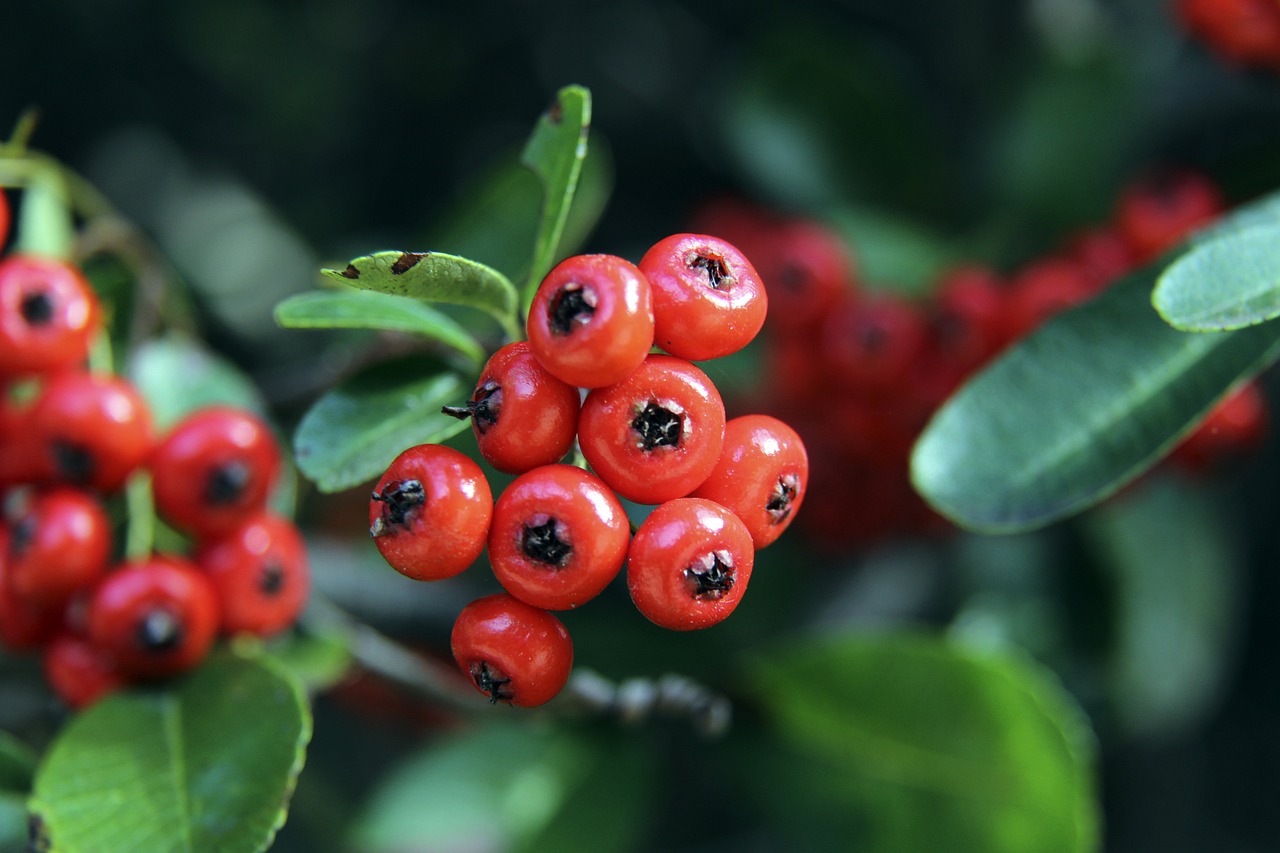 进攻的过程 进攻的过程